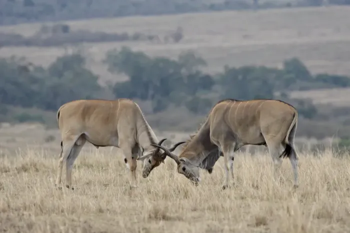 Framed Print : Two male common eland (Taurotragus oryx) sparring, Masai Mara National Reserve Framed Print : Two male common eland (Taurotragus oryx) sparring, Masai Mara National Reserve