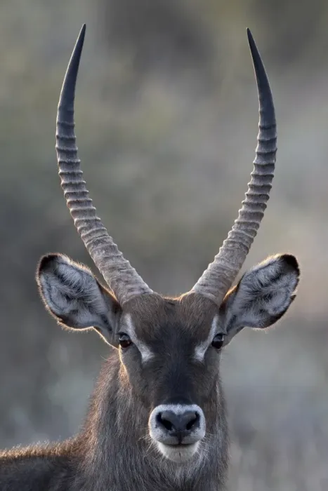 Framed Print : Male common waterbuck (Ellipsen waterbuck) (Kobus ellipsiprymnus ellipsiprymnus) Framed Print : Male common waterbuck (Ellipsen waterbuck) (Kobus ellipsiprymnus ellipsiprymnus)