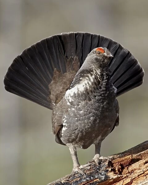 Male dusky grouse (blue grouse) (Dendragapus obscurus) displaying, Yellowstone National Park