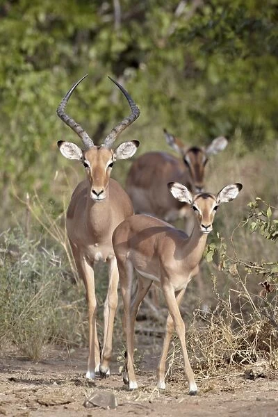 Male and female impala (Aepyceros melampus), Kruger National Park, South Africa, Africa