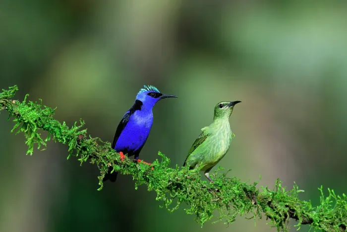Framed Print : Male and female Red-legged Honeycreeper (Cyanerpes cyaneus) on a branch, Costa Rica Framed Print : Male and female Red-legged Honeycreeper (Cyanerpes cyaneus) on a branch, Costa Rica
