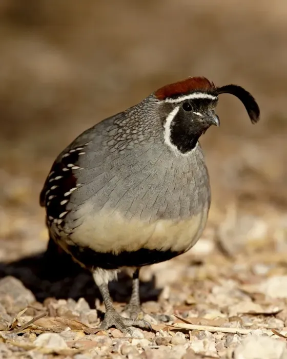 Framed Print : Male Gambels Quail (Callipepla gambelii), Henderson Bird Viewing Preserve