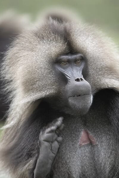 A male Gelada baboon, in the Simien Mountains National Park, Ethiopia, Africa