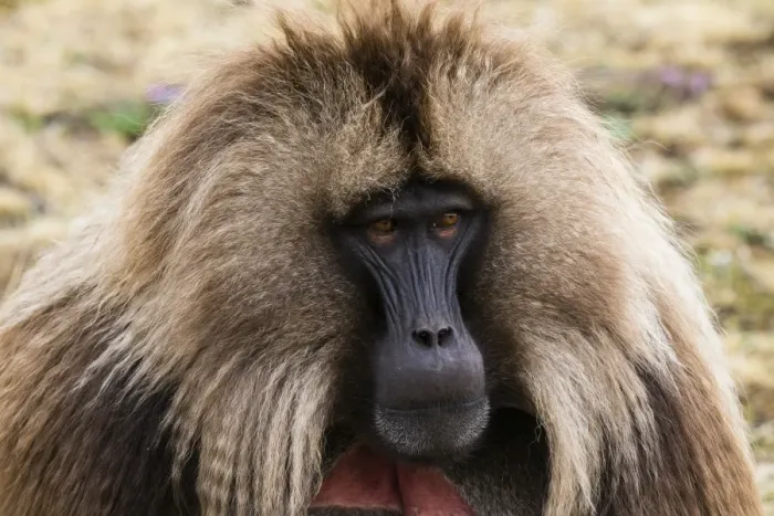 Framed Print : Male Gelada (Theropithecus gelada), Simien Mountains National Park, UNESCO World Heritage Site Framed Print : Male Gelada (Theropithecus gelada), Simien Mountains National Park, UNESCO World Heritage Site