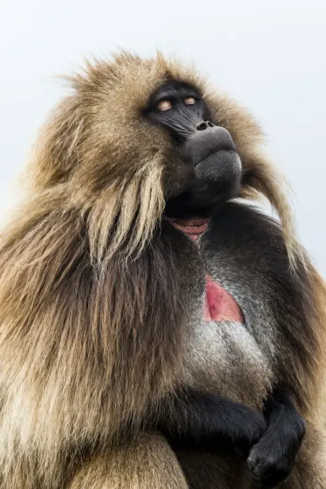 Framed Print : Male Gelada (Theropithecus gelada), Simien Mountains National Park, UNESCO World Heritage Site Framed Print : Male Gelada (Theropithecus gelada), Simien Mountains National Park, UNESCO World Heritage Site