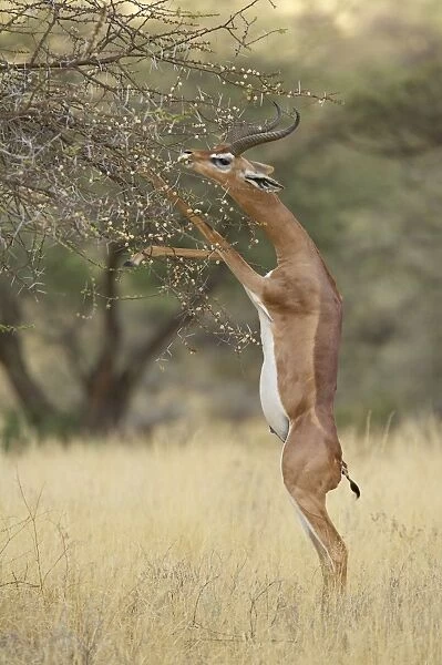 Male gerenuk (Litocranius walleri) feeding while standing on its hind legs
