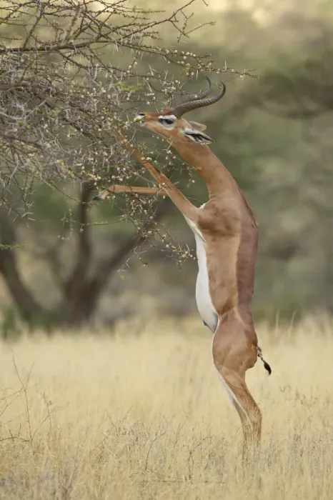 Framed Print : Male gerenuk (Litocranius walleri) feeding while standing on its hind legs Framed Print : Male gerenuk (Litocranius walleri) feeding while standing on its hind legs
