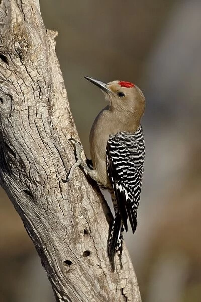 Male gila woodpecker (Melanerpes uropygialis), The Pond, Amado, Arizona