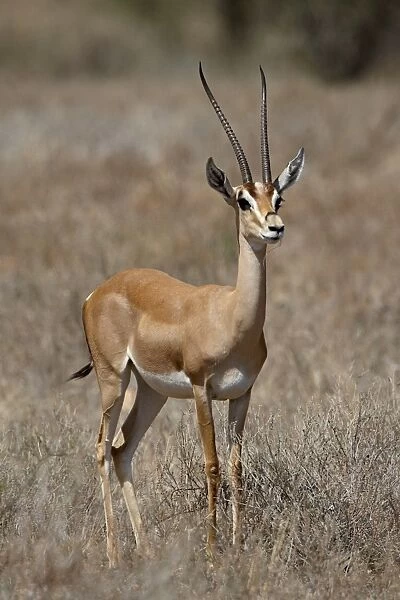 Male Grants gazelle (Gazella granti), Samburu National Reserve, Kenya