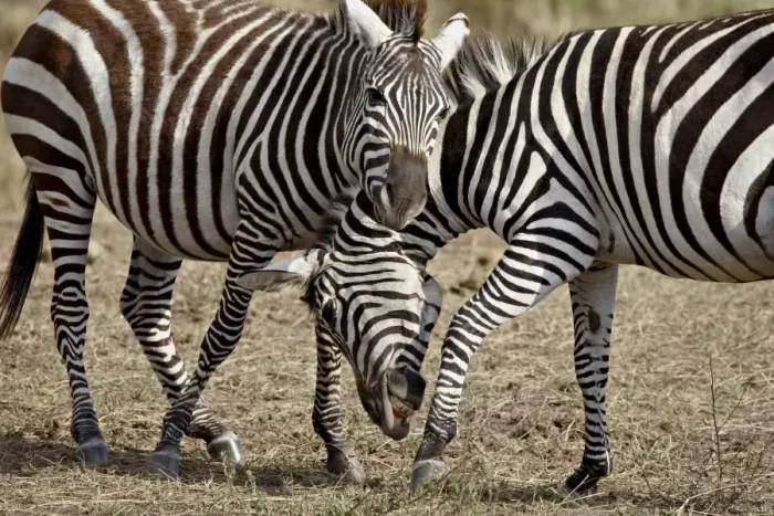 Framed Print : Two male Grants Zebra (Plains Zebra, Common Zebra) (Equus burchelli boehmi) fighting Framed Print : Two male Grants Zebra (Plains Zebra, Common Zebra) (Equus burchelli boehmi) fighting