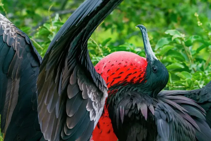 Framed Print : Male Great frigatebird (Fregata minor) in breeding plumage with red gular pouch, on North Seymour Island, Galapagos Islands, UNESCO World Heritage Site, Ecaudor, South America Framed Print : Male Great frigatebird (Fregata minor) in breeding plumage with red gular pouch, on North Seymour Island, Galapagos Islands, UNESCO World Heritage Site, Ecaudor, South America