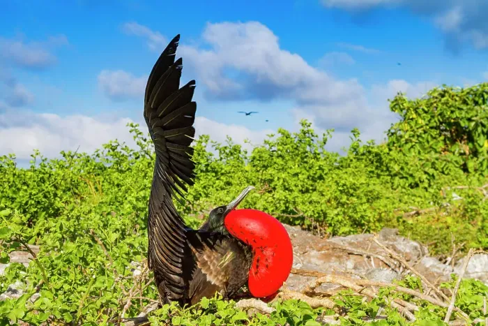 Framed Print : Male Great frigatebird (Fregata minor) in breeding plumage with red gular pouch, on Genovesa (Tower) Island, Galapagos Islands, UNESCO World Heritage Site, Ecuador, South America