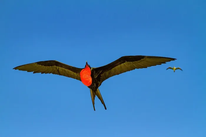 Framed Print : Male Great frigatebird (Fregata minor) in breeding plumage with red gular pouch, on Genovesa (Tower) Island, Galapagos Islands, UNESCO World Heritage Site, Ecuador, South America Framed Print : Male Great frigatebird (Fregata minor) in breeding plumage with red gular pouch, on Genovesa (Tower) Island, Galapagos Islands, UNESCO World Heritage Site, Ecuador, South America