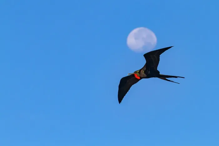 Framed Print : Male Great frigatebird (Fregata minor) in flight against the nearly full moon on Genovesa (Tower) Island, Galapagos Islands, UNESCO World Heritage Site, Ecuador, South America Framed Print : Male Great frigatebird (Fregata minor) in flight against the nearly full moon on Genovesa (Tower) Island, Galapagos Islands, UNESCO World Heritage Site, Ecuador, South America