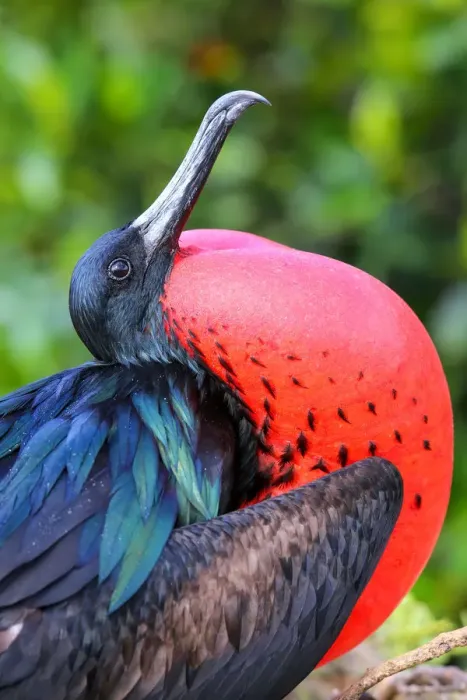 Framed Print : Male Great Frigatebird (Fregata minor) on Genovesa Island, Galapagos National Park Framed Print : Male Great Frigatebird (Fregata minor) on Genovesa Island, Galapagos National Park