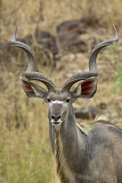 Male greater kudu (Tragelaphus strepsiceros)