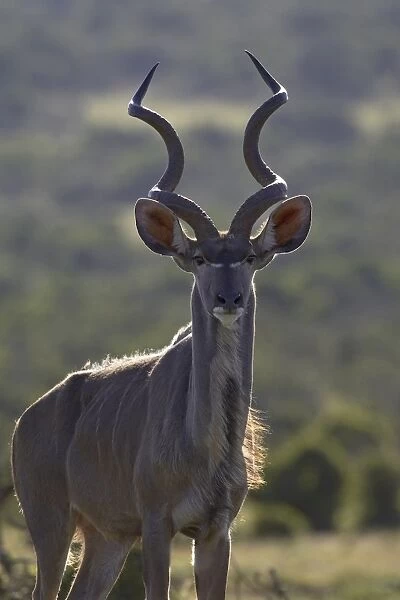 Male greater kudu (Tragelaphus strepsiceros)
