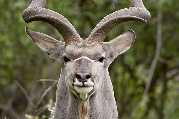 Male greater kudu (Tragelaphus strepsiceros), Kruger National Park, South Africa, Africa