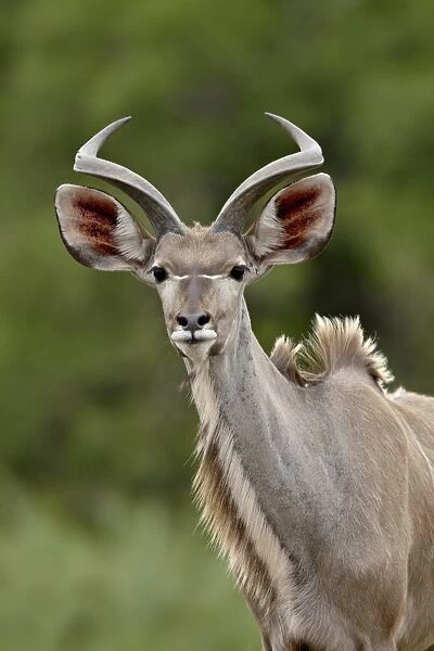 Male Greater Kudu (Tragelaphus strepsiceros), Kruger National Park, South Africa, Africa
