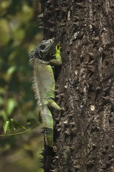 Framed Print : A male green iguana on a spiny pochote tree, Nosara, Nicoya Peninsula, Guanacaste Province Framed Print : A male green iguana on a spiny pochote tree, Nosara, Nicoya Peninsula, Guanacaste Province
