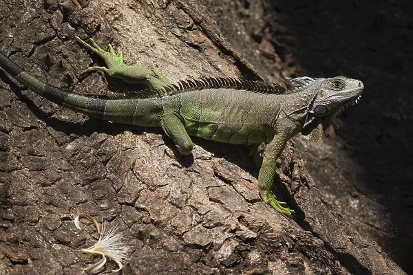 A male green iguana on a spiny pochote tree, Nosara, Nicoya Peninsula, Guanacaste Province