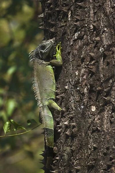 A male green iguana on a spiny pochote tree, Nosara, Nicoya Peninsula, Guanacaste Province