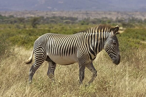Male Grevys zebra (Equus grevyi)
