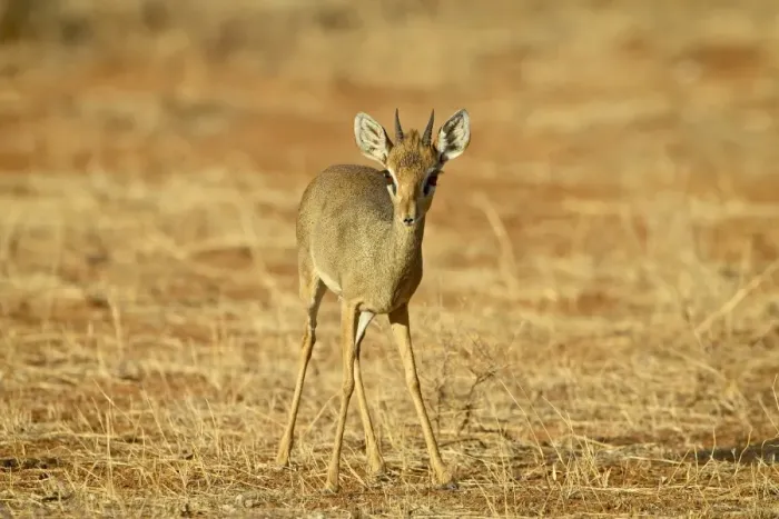 Framed Print : Male Gunthers dik dik (Rinchotragus guntheri), Samburu National Reserve