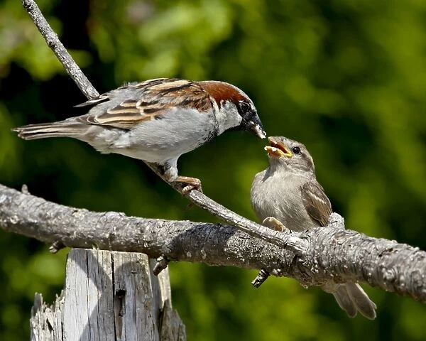 Male house sparrow (Passer domesticus) feeding a chick, near Saanich, British Columbia