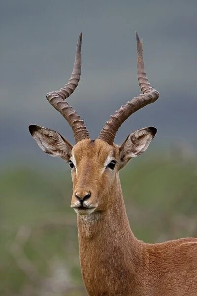 Male Impala (Aepyceros melampus), Imfolozi Game Reserve, South Africa, Africa