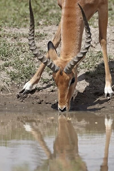 Male impala (Aepyceros melampus) drinking, Serengeti National Park, Tanzania