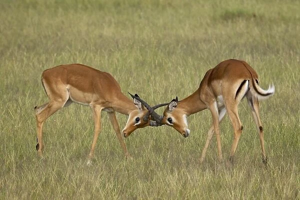 Two male impala (Aepyceros melampus) sparring, Serengeti National Park