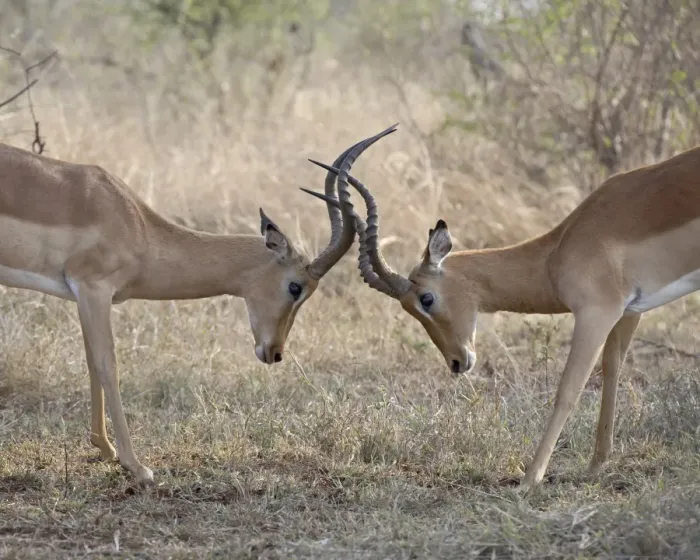 Framed Print : Two male impala (Aepyceros melampus) sparring, Kruger National Park, South Africa, Africa Framed Print : Two male impala (Aepyceros melampus) sparring, Kruger National Park, South Africa, Africa