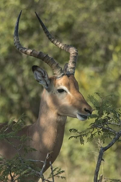 Male impala buck browsing on vegetation, Kruger National Park, South Africa, Africa