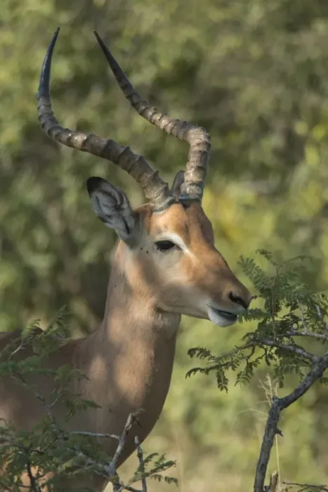 Framed Print : Male impala buck browsing on vegetation, Kruger National Park, South Africa, Africa Framed Print : Male impala buck browsing on vegetation, Kruger National Park, South Africa, Africa