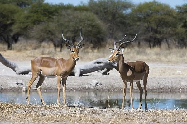 Two male impalas (Aepyceros melampus) at waterhole, Botswana, Africa