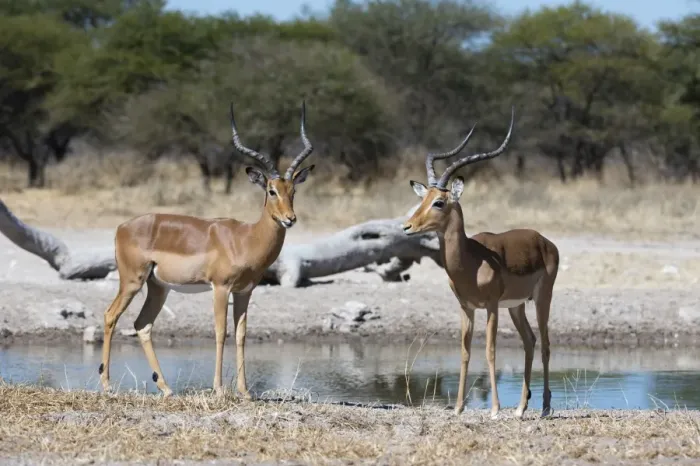 Framed Print : Two male impalas (Aepyceros melampus) at waterhole, Botswana, Africa Framed Print : Two male impalas (Aepyceros melampus) at waterhole, Botswana, Africa