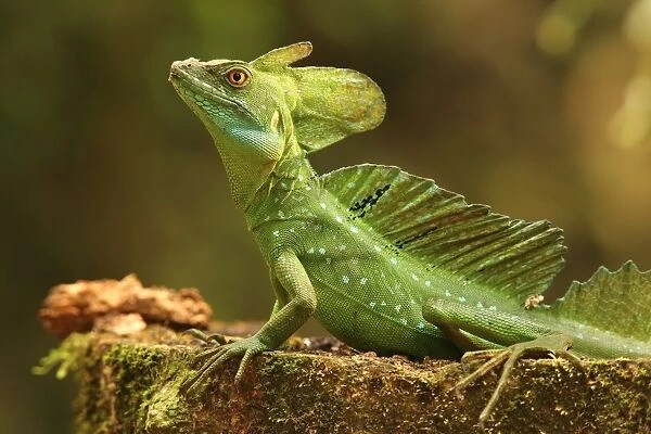 Male Jesus Christo Lizard, Costa Rica, Central America