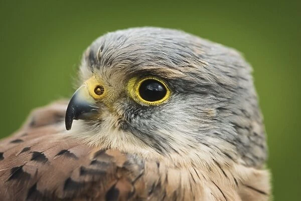 Male kestrel, bird of prey, United Kingdom, Europe