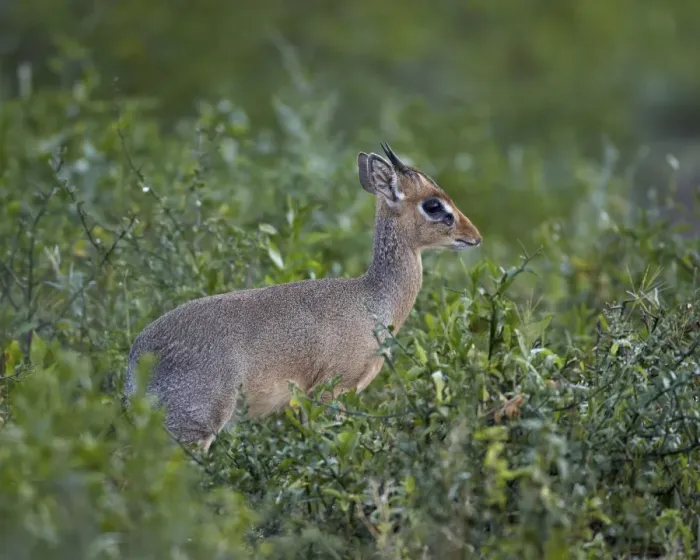 Framed Print : Male Kirks dik dik (Kirks dik-dik) (Madoqua kirkii), Serengeti National Park, Tanzania, East Africa, Africa Framed Print : Male Kirks dik dik (Kirks dik-dik) (Madoqua kirkii), Serengeti National Park, Tanzania, East Africa, Africa