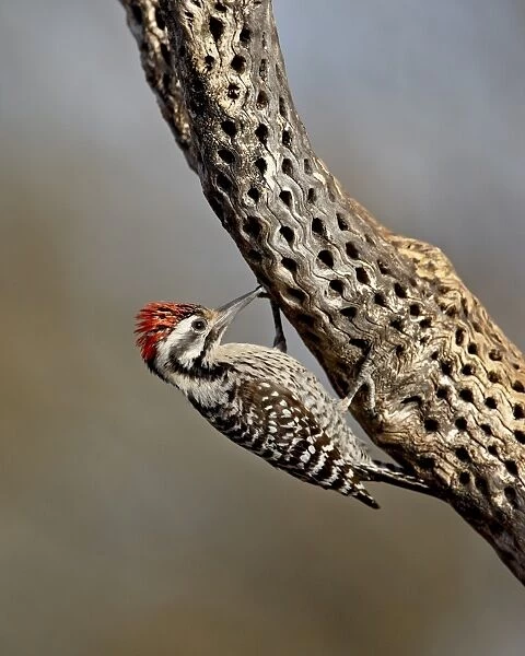 Male ladder-backed woodpecker (Picoides scalaris), The Pond, Amado, Arizona