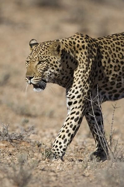 Male leopard (Panthera pardu), Kgalagadi Transfroniter Park, Northern Cape