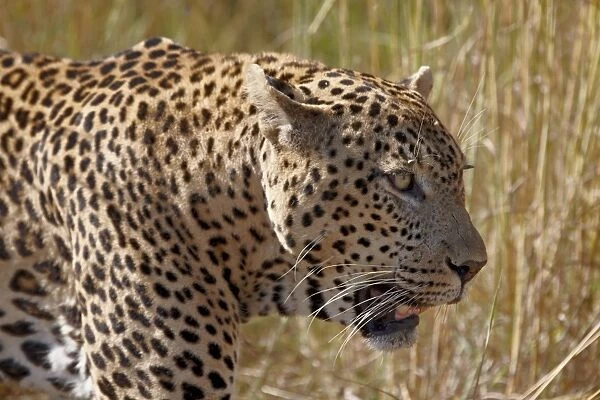 Male leopard (Panthera pardus), Kruger National Park, South Africa, Africa