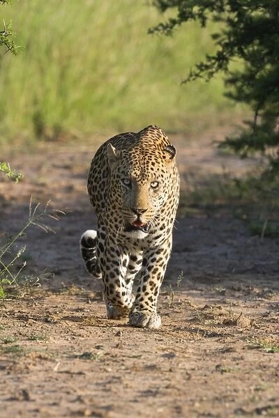 Male leopard (Panthera pardus), Phinda game reserve, KwaZulu Natal, South Africa, Africa