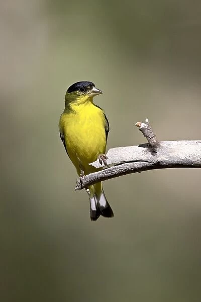 Male lesser goldfinch (Carduelis psaltria), Chiricahua National Monument