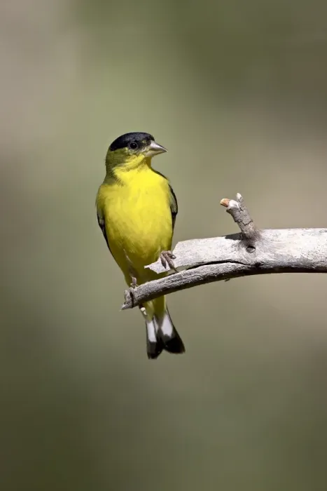 Framed Print : Male lesser goldfinch (Carduelis psaltria), Chiricahua National Monument