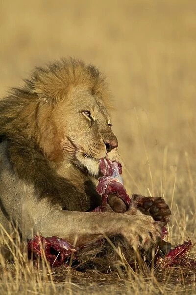 Male lion (Panthera leo) eating a blue wildebeest 