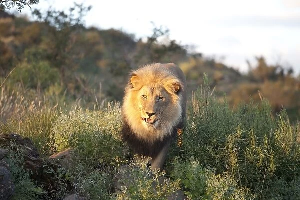 Male lion bathed in evening light, Amani Lodge, near Windhoek, Namibia, Africa
