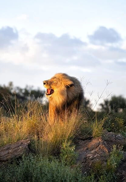 Male lion bathed in evening light and roaring, Amani Lodge, near Windhoek, Namibia, Africa