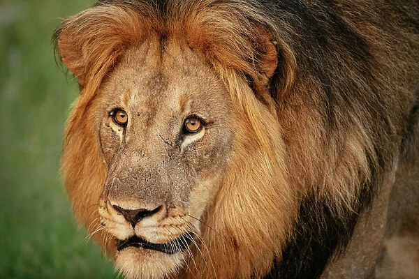 Male Lion, Marataba, Marakele National Park, South Africa, Africa
